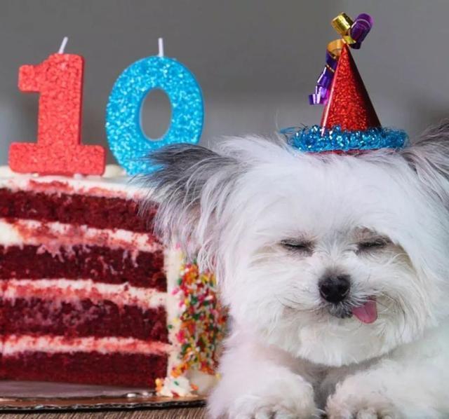 小狗因“可爱吐舌照”走红网络，如此童颜的它竟十岁高龄了……