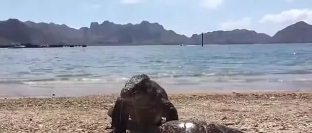奇怪生物戴着“头盔”从海滩现身，摇摇头后才露出真容
