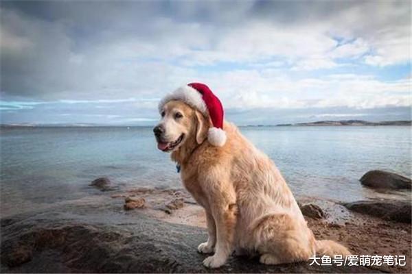 女孩随手摸了下路边的金毛，却被狗狗抱腿赖上了，汪：你摊上事了