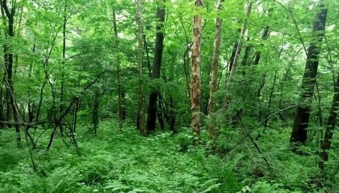 【毒蛇】“野山参”旁边为什么总有毒蛇？