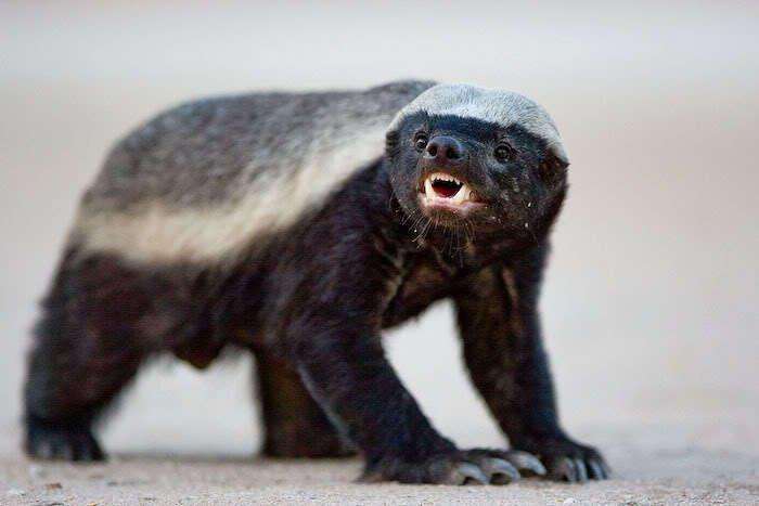 动物学家如此分析平头哥为何如此勇猛的