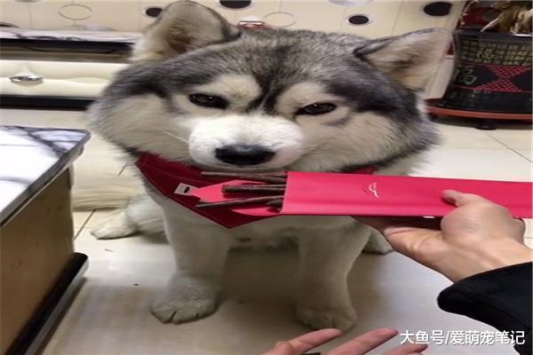 網友拿出肉條和紅包，二哈選肉條后看到拆封的紅包，感覺被套路了