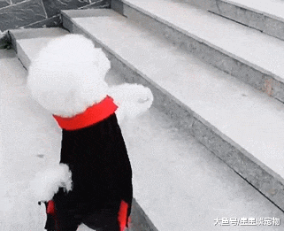 学会双腿走路后，泰迪一口气跑了五十个台阶：我要挑战吉尼斯！