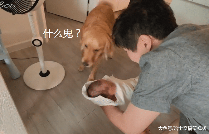 女主人带宝宝回家，结果金毛一头雾水，出门几天就买了这个？