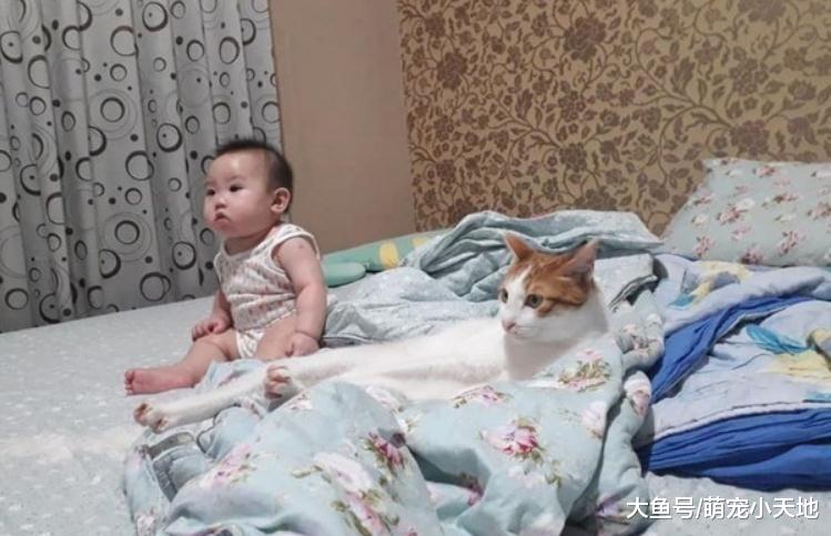 超爱看卡通的猫星人与妹妹相约看电视，爸萌傻：有动物的它都爱