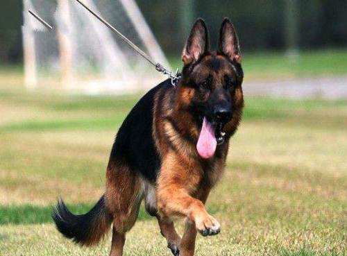 最记仇的4种猛犬，第2种连主人都不放过，谨慎饲养！