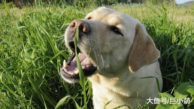 狗狗爱吃草，可吃完就吐，这到底是怎么回事？