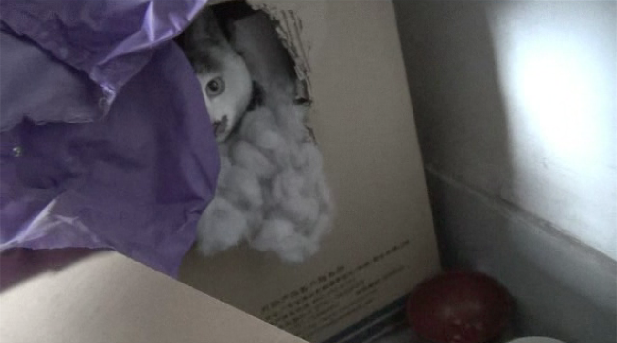 大過年的 愛心人士給流浪貓搭建了棲身之所