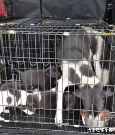 当两只小奶狗被救出，狗妈突然现身，扑倒在地“叩谢”营救人员