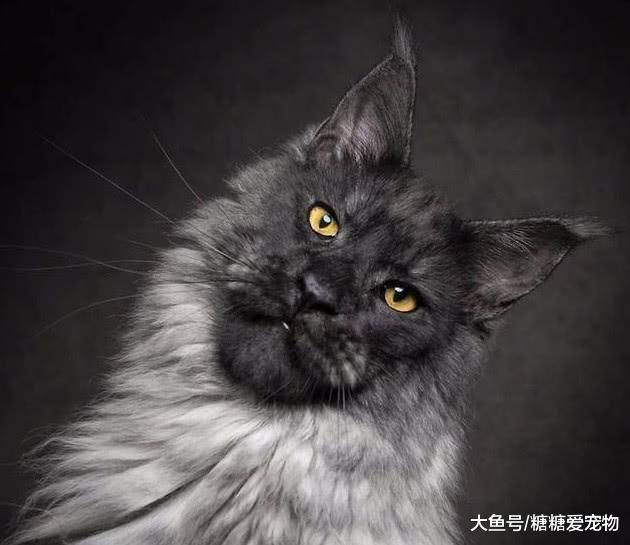 超帅气的缅因猫! 其实它们的性格是这样子的?
