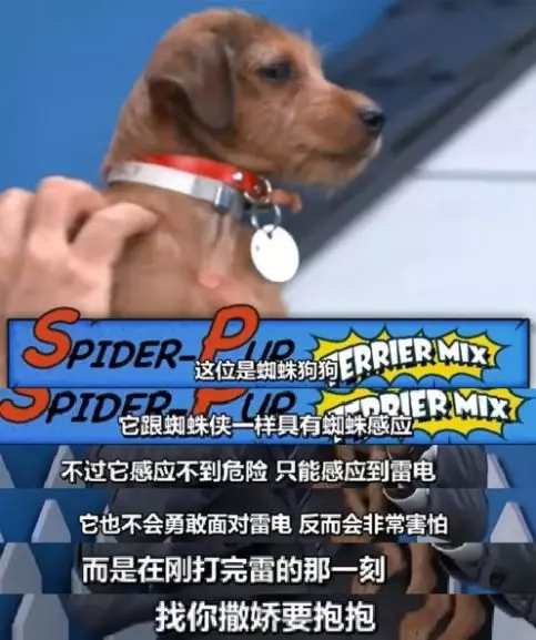 帮流浪狗找家领养代替购买，这样的明星，才应该叫偶像