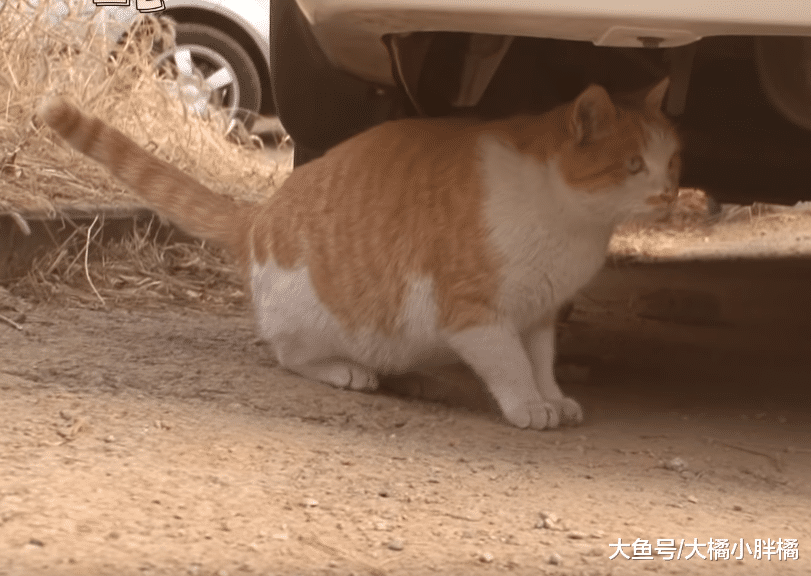 流浪猫天天陪主人干活，发现主人要戴手套，它竟叼回来一堆手套