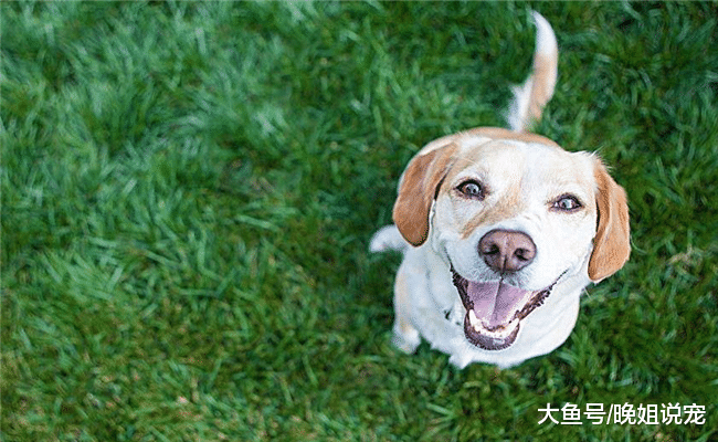 狗狗被主人打时, 为啥它不反抗? 原因有5个, 让人感慨又感动