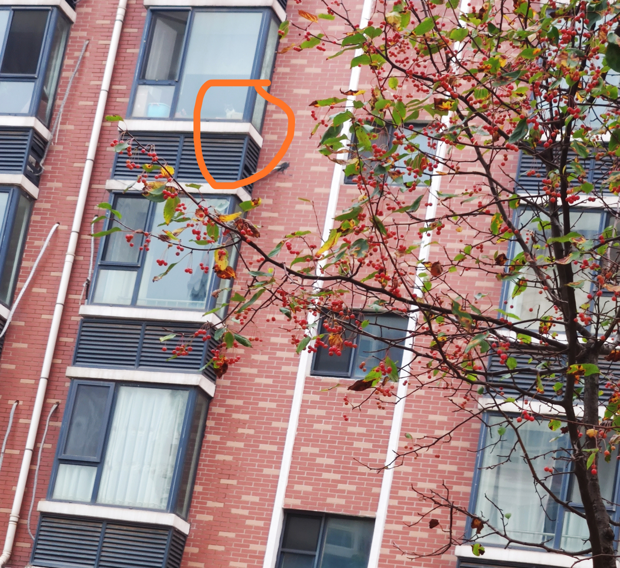 铲屎官在楼下散步，抬头看向阳台，猫主子的眼神充满“杀气”