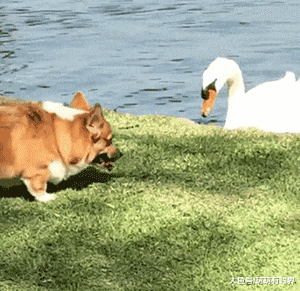 柯基爱上了白天鹅，奈何人家瞧不上矮子：腿长8厘米也配追我！