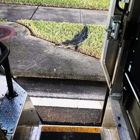 卡车司机送货途中给动物拍照，还拍成了企业文化，除了狗还有许多