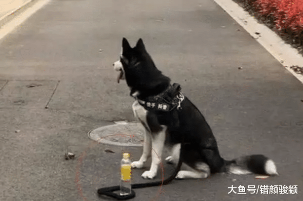 人去洗手间把二哈拴在一瓶水上，结果令人意外