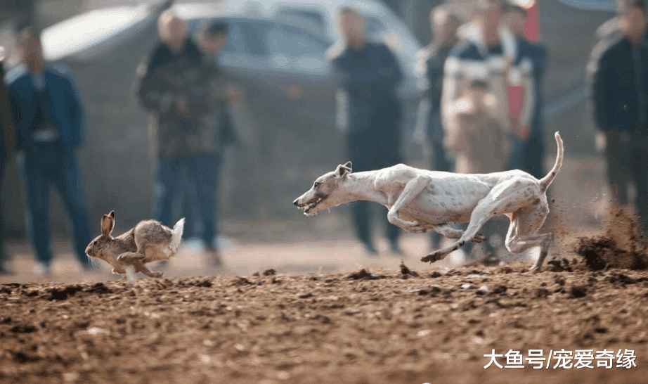 游荡在秦岭骊山脚下的原生猛犬, 起源西汉黄金年代, 历史价值珍贵