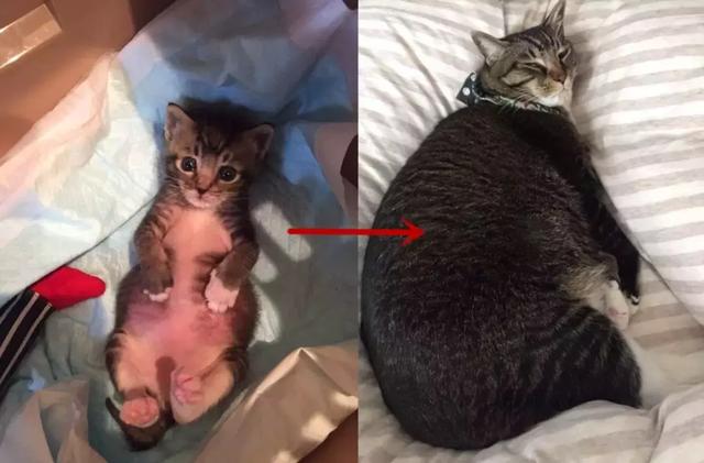 日本网友集体晒自家猫咪成长照……岁月是把杀猫刀啊