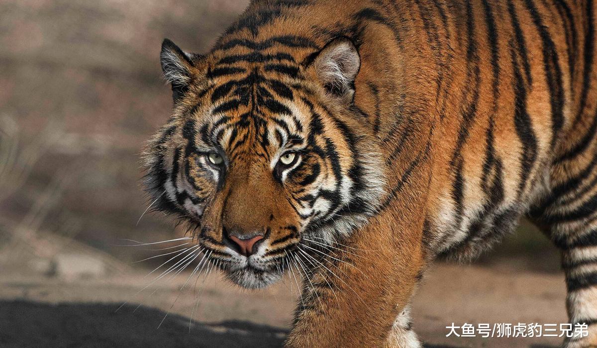 老虎雖然厲害，但是動物園里的老虎，還能夠打贏原生純種藏獒嗎？