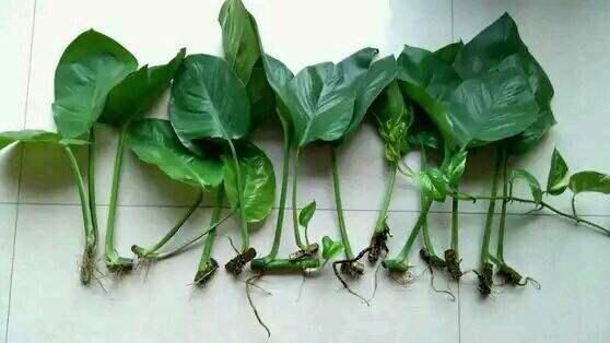 一盆绿萝，枝条剪成10节，一节扦插一棵，一棵变多棵，绿油油！