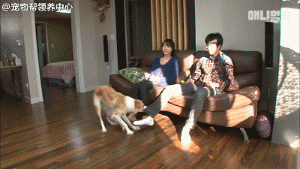 边牧追剧成瘾，为了避免它近视，铲屎官想出了这样一个办法...