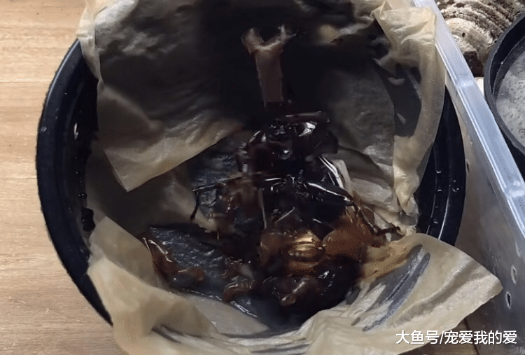 “独角仙”羽化过程被记录下来，最后洁白翅膀让人称赞