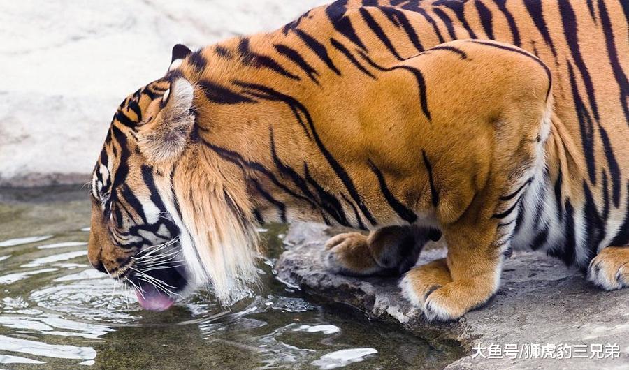 全部老虎亚种, 算上已经灭绝了的, 哪种老虎最凶猛?