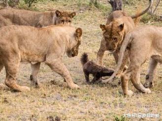 知道非洲大地上，谁才是真正的老大吗？不要小看它，