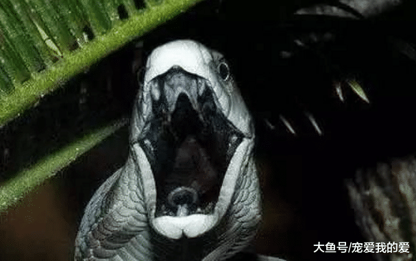 它虽不是世上最毒的蛇, 但绝对是世上最致命的蛇