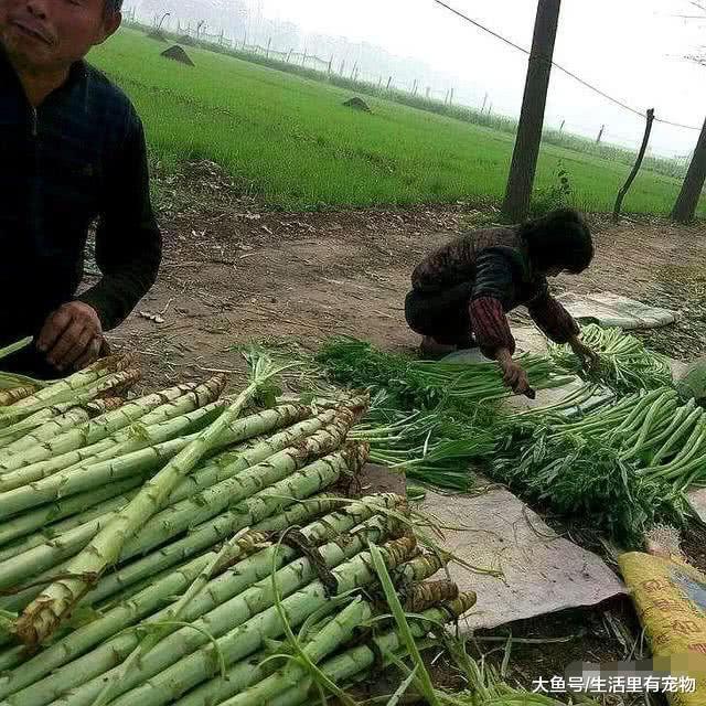 農村的一種野草，被稱為朝廷貢品，營養價值非常高！
