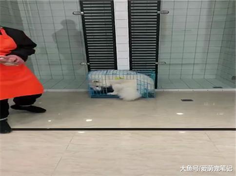 一只被宠主总说胖的萨摩耶, 很努力地用实力证明自己不胖, 好可爱