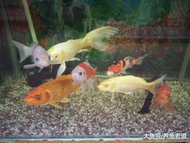 蹭缸擦身就一定是观赏鱼的疾病吗, 我们该如何治疗?