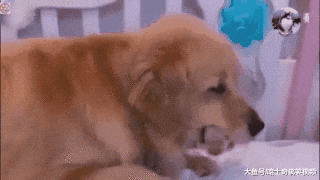 金毛生了个“独苗”，结果把它当宝一样，去哪里都随身携带