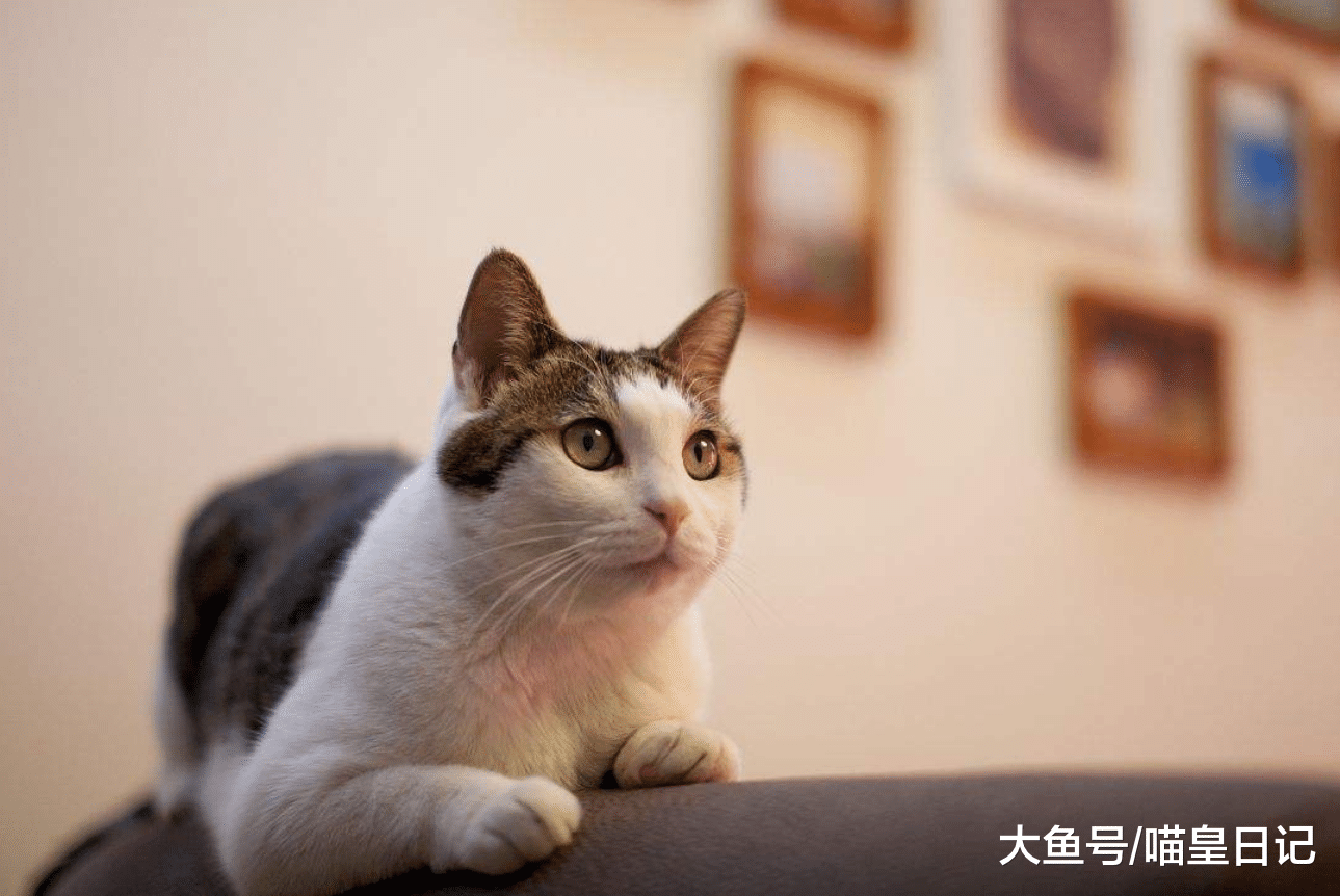 為什么鏟屎官總被喵星人拒絕？可能是因為這四件它不喜歡的事！