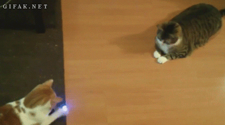 猫奴们，你知道你家猫是右撇子还是左撇子吗？