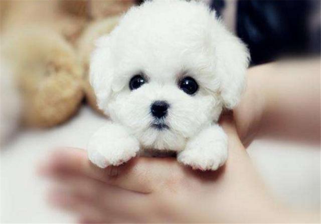 新铲屎官必备, , 接幼犬回家，别让这4个养宠误区伤害它