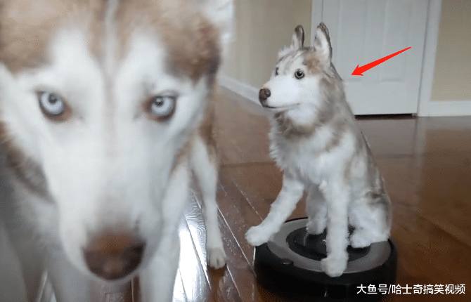 二哈总是咬扫地机，主人想了个“歪点子”，结果问题解决了