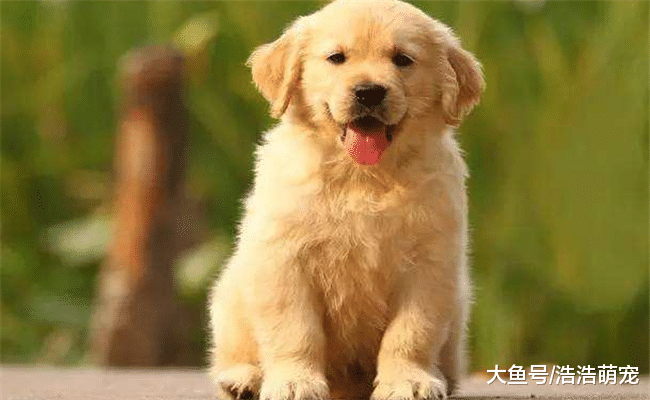 别被金毛乖巧的外表欺骗了, 它拆起家来, 一点都不比二哈差!