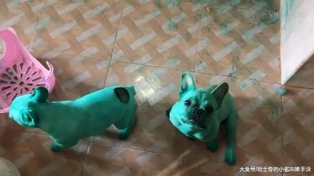 见过绿色的法斗没有？这只法斗把自己染成了绿色，这狗咋想的？