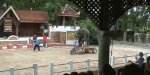 普吉岛小象一天被迫表演3场，双腿骨折后，选择绝食自杀...