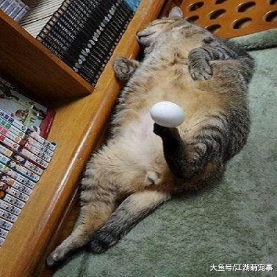 喵星人: 我不把鸡蛋举起来, 你还以为我只会睡懒觉!