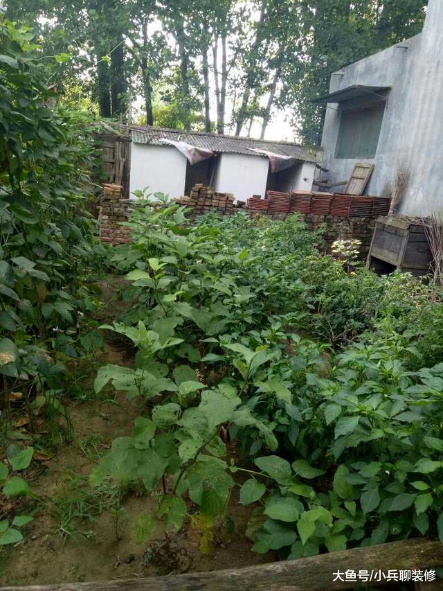 休假回农村来了，晒晒我家的农村小院，还是农村好！