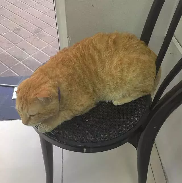阿拉伯有只橘猫，进了这家店后不仅没有把这家店吃破产，反而...