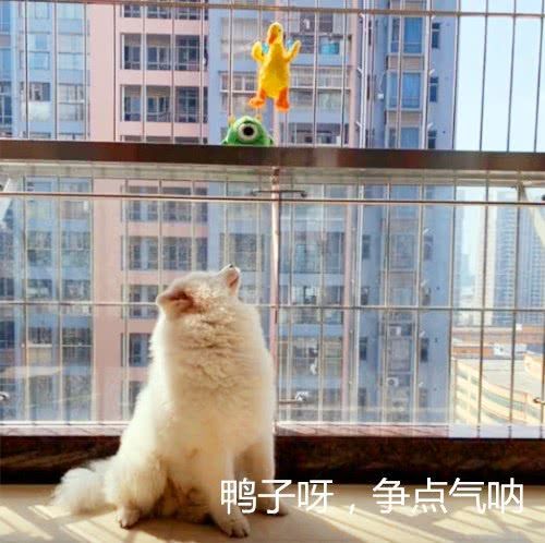 把狗子的玩具鸭洗了后，它的反应笑喷，网友：狗狗绝对不简单