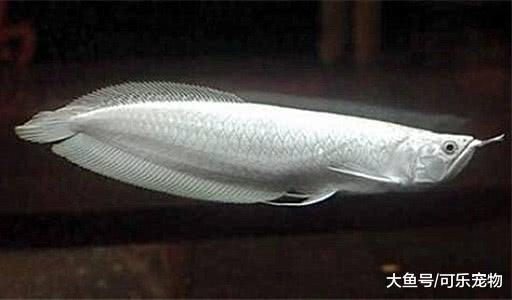 土豪才养得起的五种宠物，最后一种堪称天价，抵得上六辆兰博基尼