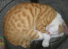 猫咪为什么喜欢和主人睡在一起