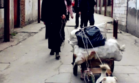 大爷给流浪狗喂了一口饭, 为了报恩, 流浪狗每天坚持帮大爷拉货