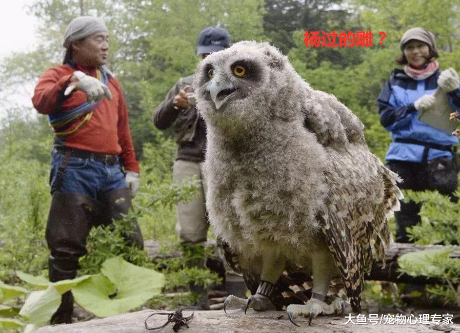 科研人员森林中发现稀有猫头鹰，身高长达半米：被叮当猫照过了？