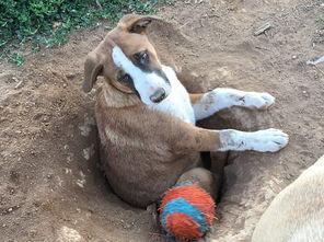 狗狗有这5个举动, 很可能将要老去, 你做好心理准备了么?